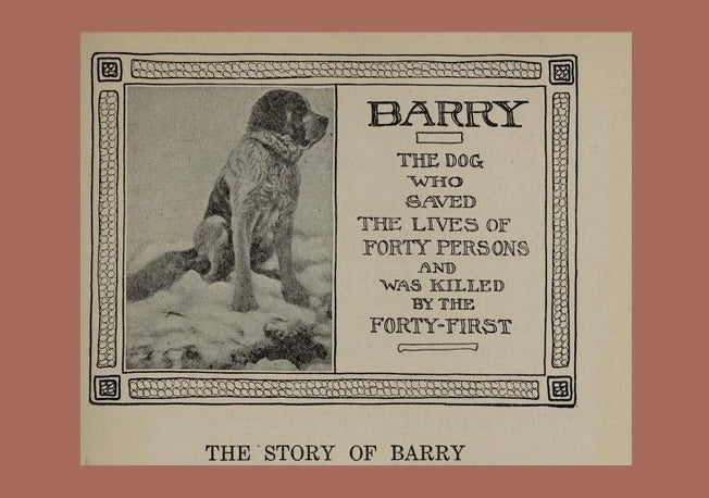 Barry the St. Bernard