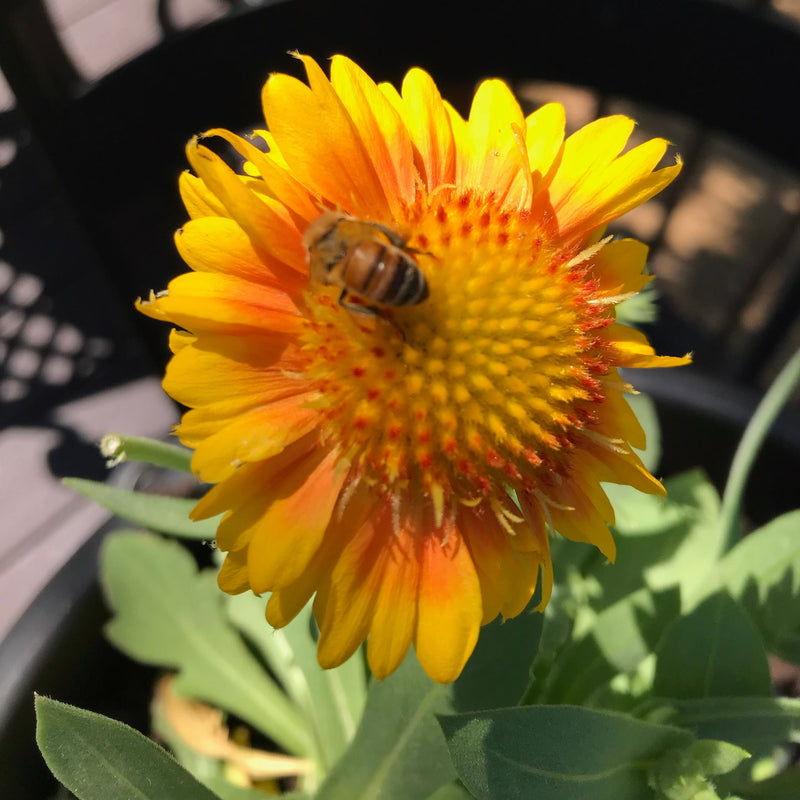 Rudolf Steiner - Bees