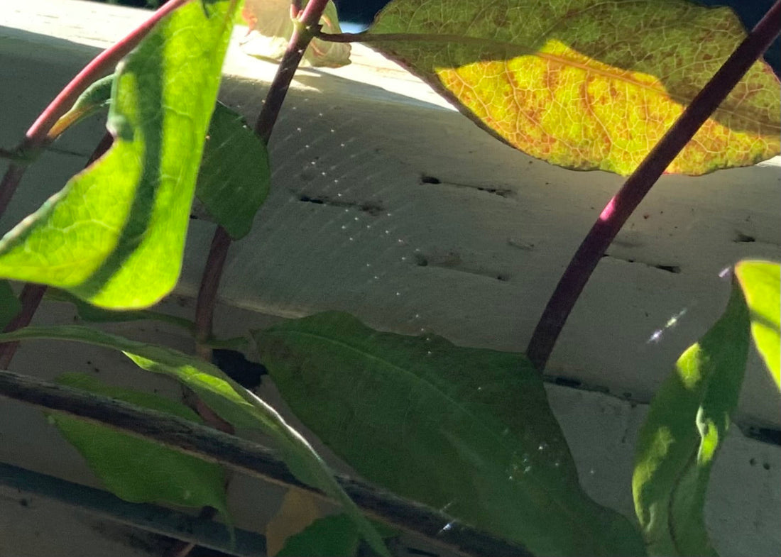 gossamer light on leaves