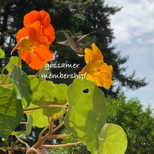 gossamer membership