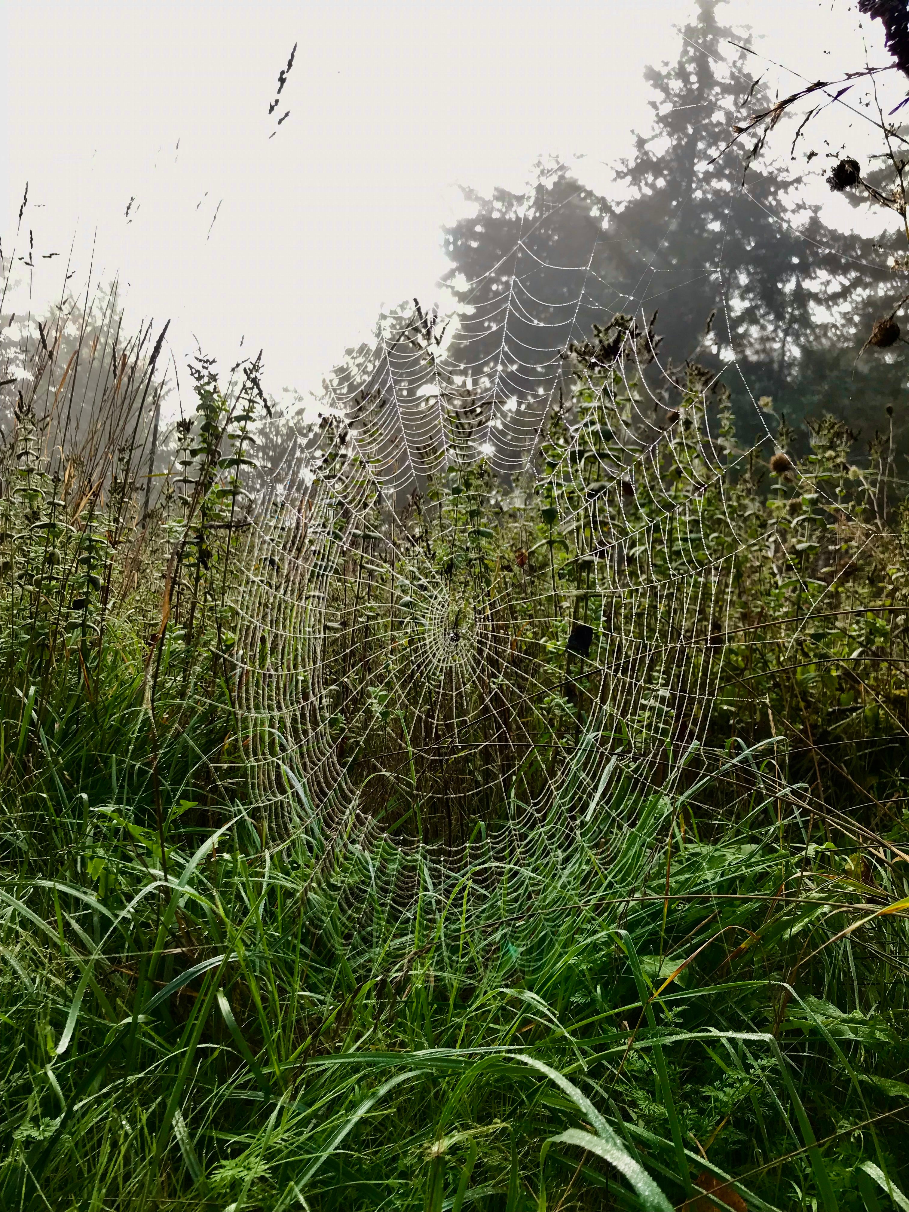 gossamer net