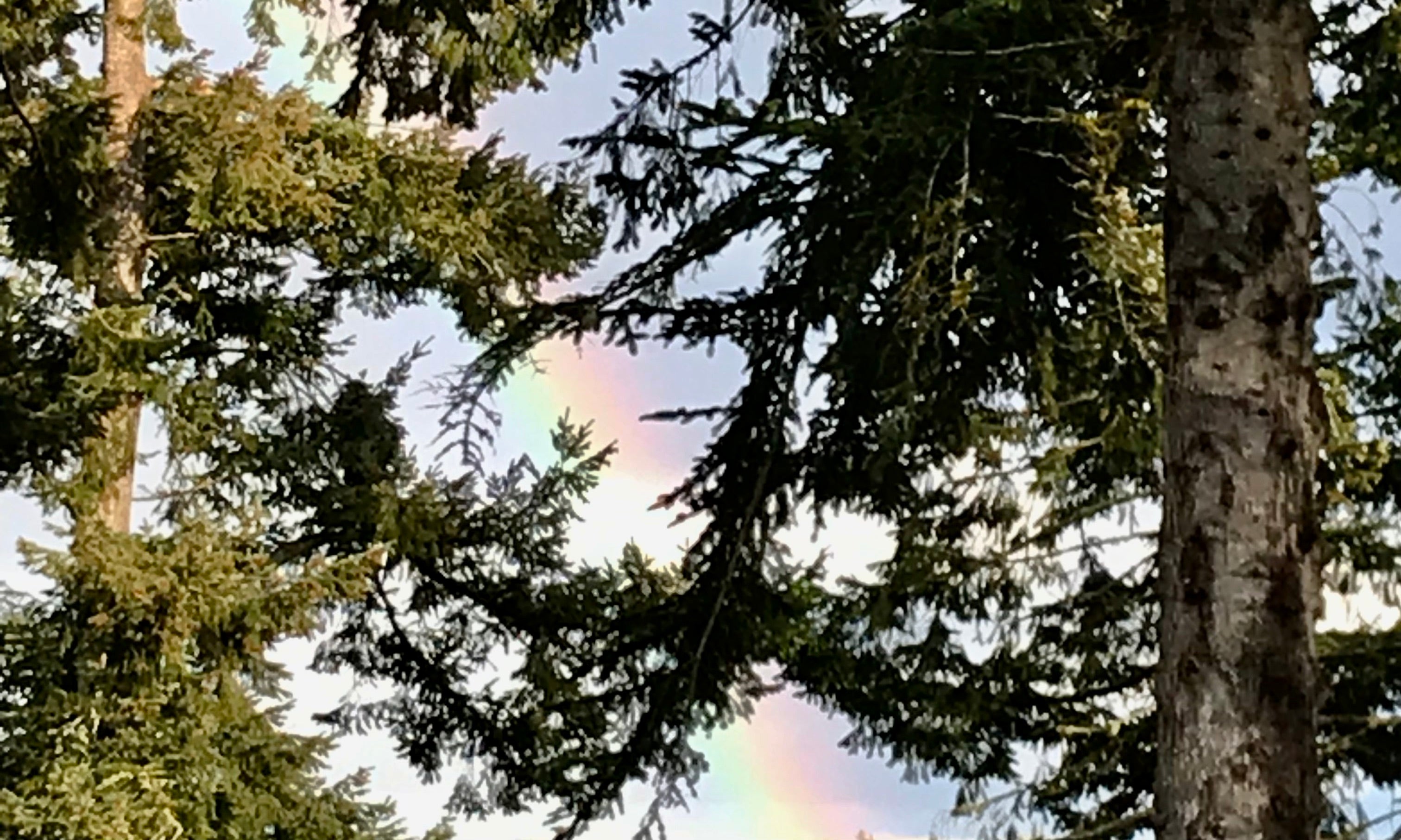 rainbow visible through trees in a forest
